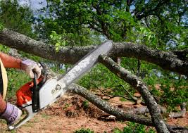  Wilson Conococheague, MD Tree Removal Pros