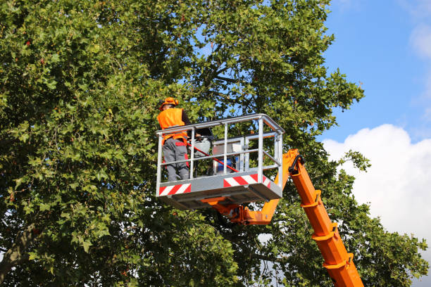 Best Tree and Shrub Care  in Wilson Conococheague, MD
