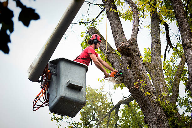 Best Tree Risk Assessment  in Wilson Conococheague, MD